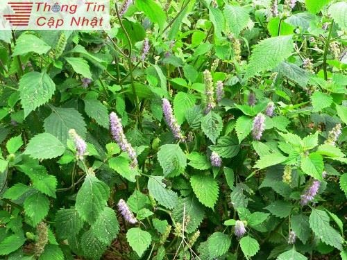 Mách bạn cách chữa khỏi sâu răng viêm nướu răng viêm chân răng và viêm lợi bằng thuốc nam 2
