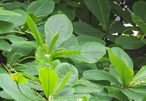 lá bằng cách trị đau nhức răng nhanh nhất